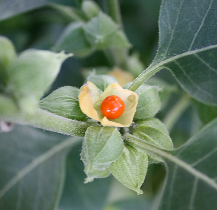 Freshly harvested ashwagandha plant with leaves and berries 