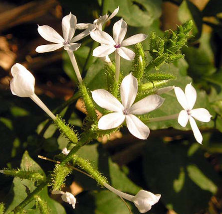 Chitrak flower