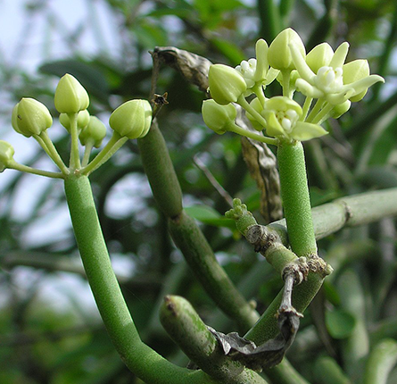somlata plant