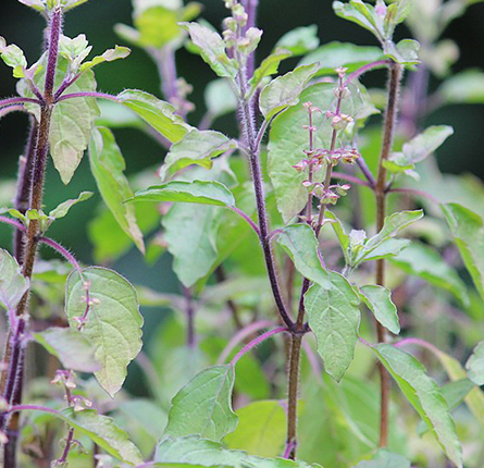 Tulsi plant with green leaves
