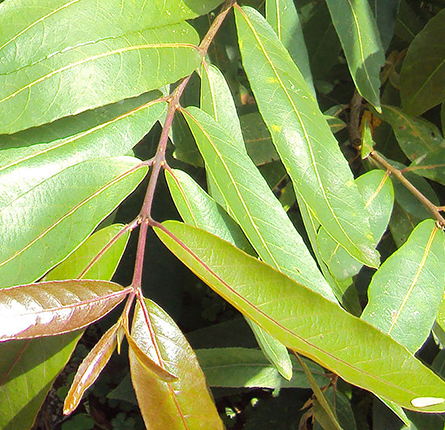 Fresh arjuna leaves