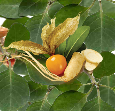 Healthy and vibrant ashwagandha plant