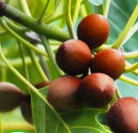 Bahda Tree Baheda – Pravek