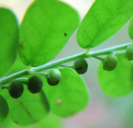 Organic bhumiamla or Phyllanthus Niruri herb
