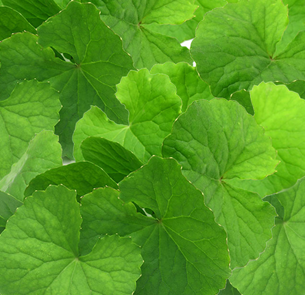 Fresh brahmi leaves