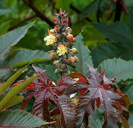 Erandmool Plant