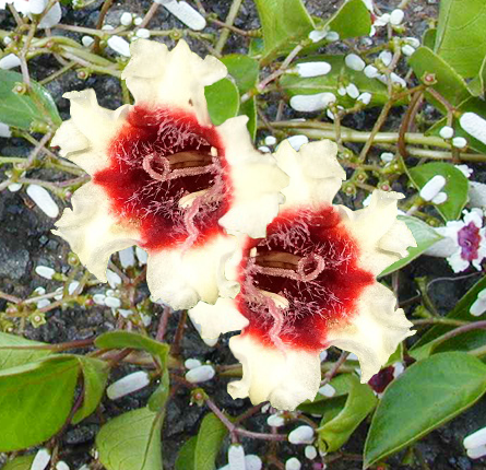 Gandhprasarini flower