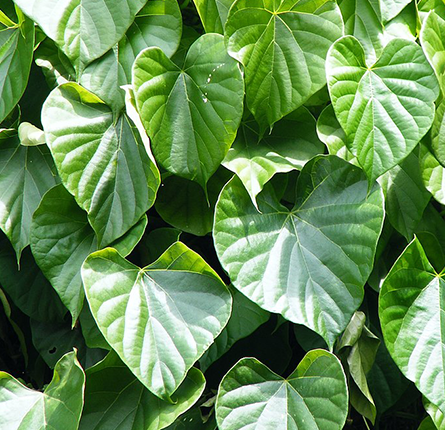 Giloy leaves