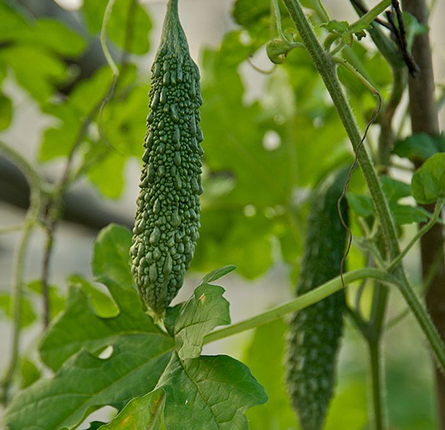 Organic Karela