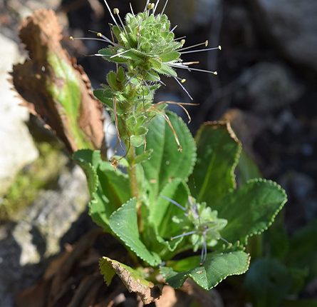 Fresh kutki plant with roots