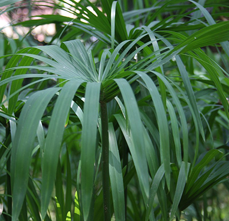 Fresh nagarmotha plant