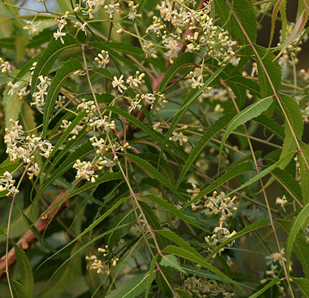 Fresh neem leaves with flowers 