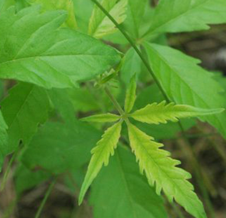 Nirgundi plant