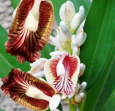 Rasna flower