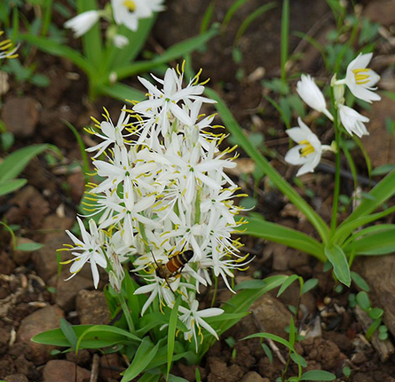 Safed Musli Plant