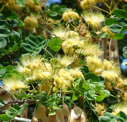 Siris plant with flowers