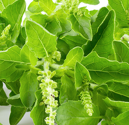 Fresh tulsi leaves