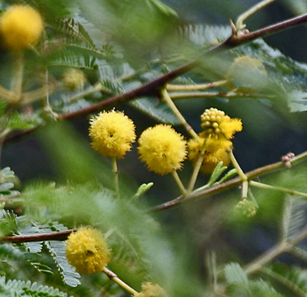 Fresh babool leaves and pods 